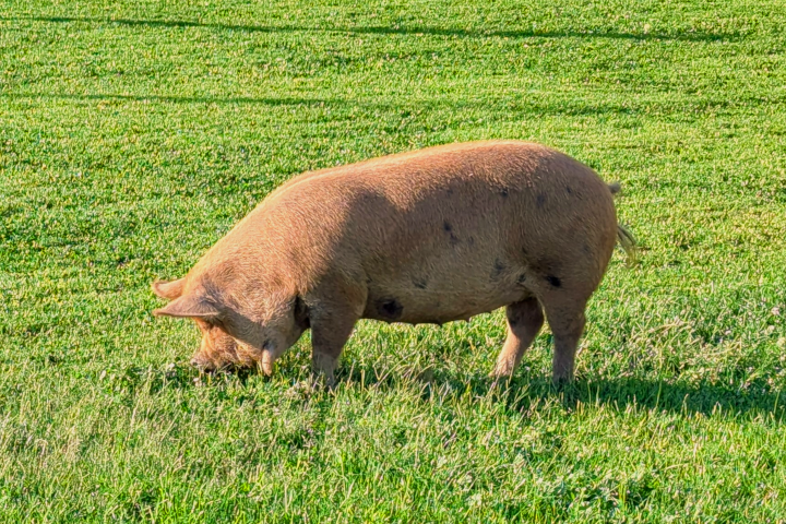 One of our pigs