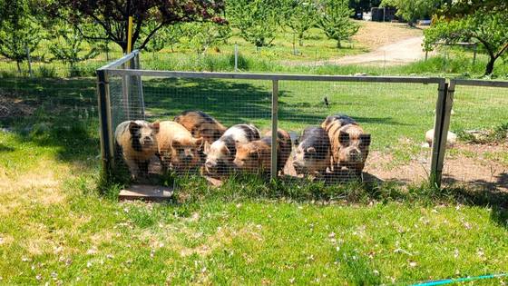 Seven kunekune pigs lined up along a fence in a green meadow