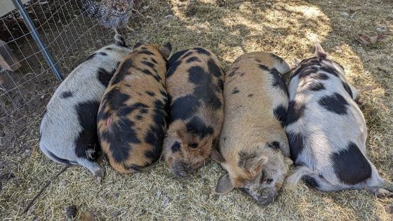 Five spotted pigs asleep side by side on straw