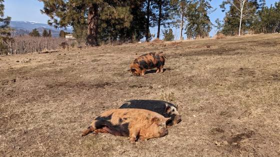 Pigs resting with pines and mountains behind