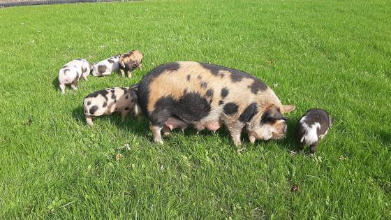 A sow grazing on green pasture with five piglets